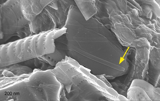 Diaphoropodon mobile