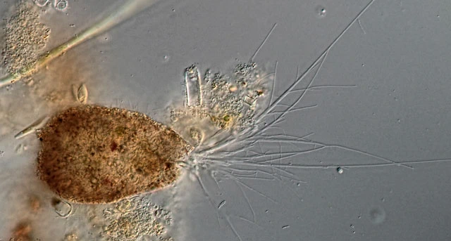 Diaphoropodon mobile