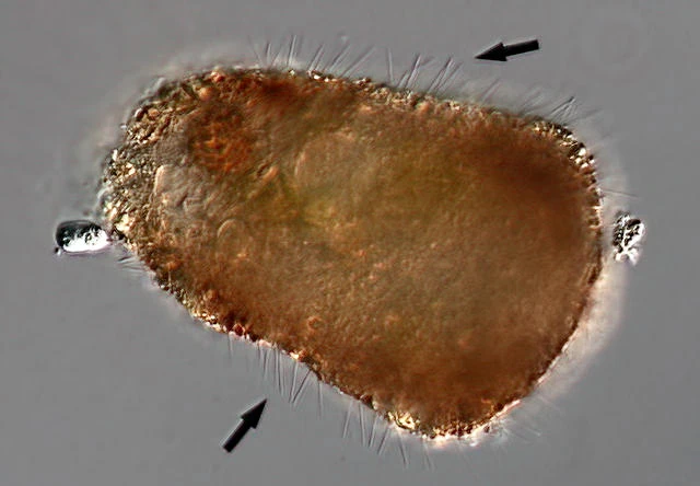 Diaphoropodon mobile