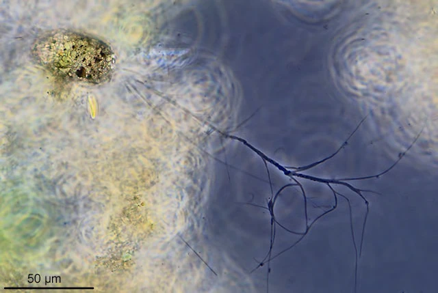 Diaphoropodon mobile