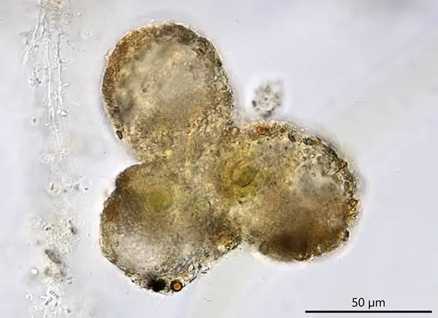 Diaphoropodon mobile