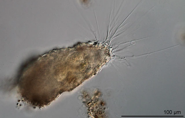 Diaphoropodon mobile