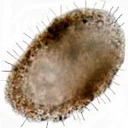 Diaphoropodon-mobile