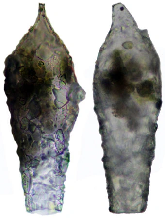 Difflugia smilion