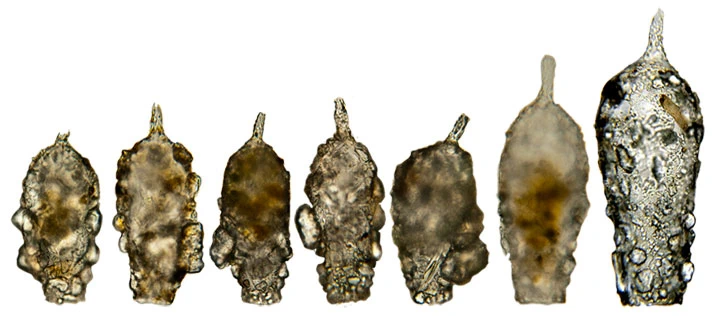 Difflugia acuminata