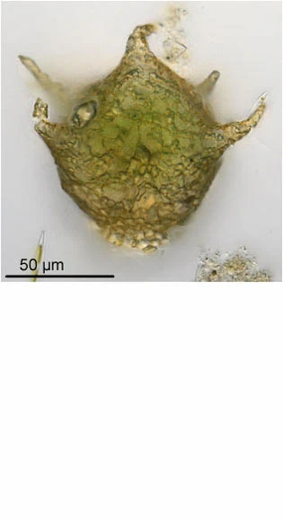 Difflugia varians
