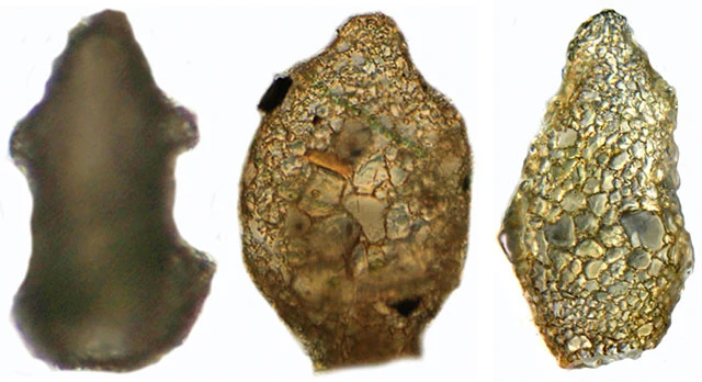 Difflugia balcanica