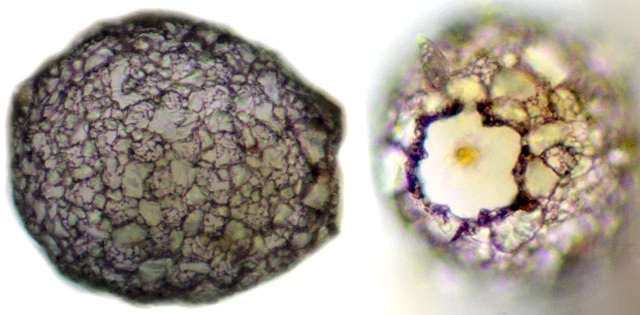 Netzelia tuberculata tuberculata