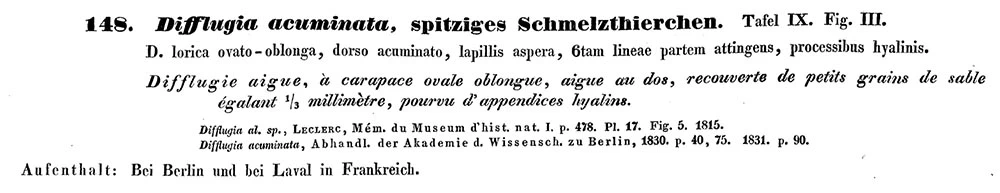 Difflugia acuminata