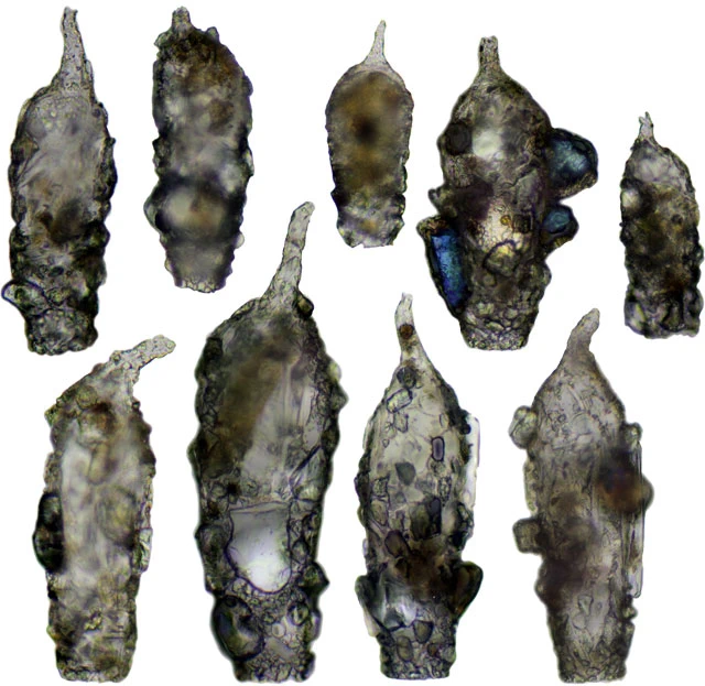 Difflugia acuminata