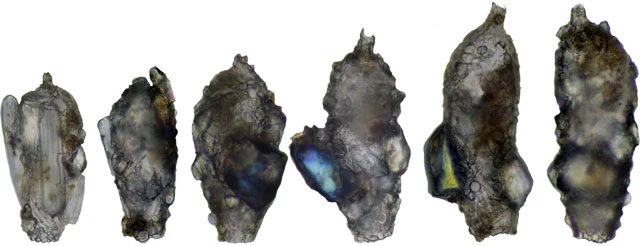 Difflugia acuminata