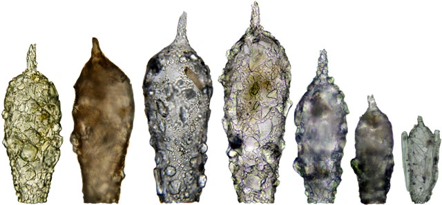 Difflugia acuminata