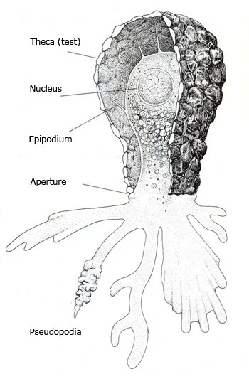 Difflugia