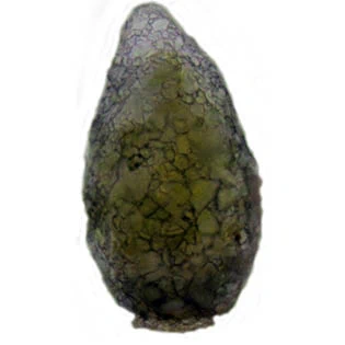 Difflugia labiosa