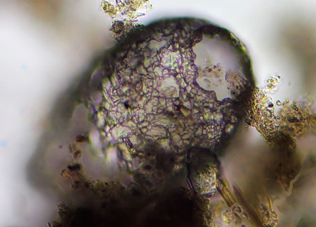 Difflugia labiosa