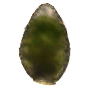Difflugia labiosa