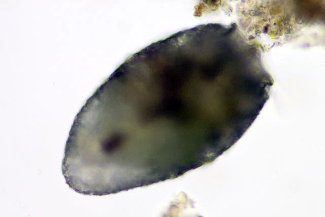 Difflugia labiosa