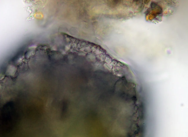 Difflugia labiosa