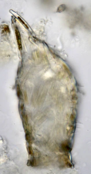 Cylindrifflugia bacillariarum