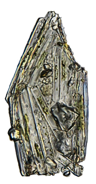 Cylindrifflugia bacillariarum