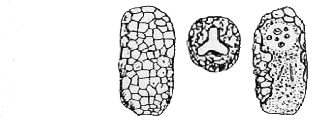 Difflugia baculosa