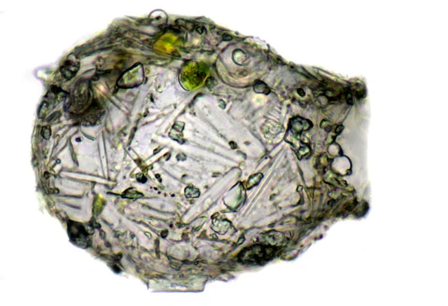 Difflugia binucleata