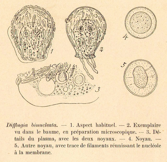 Difflugia binucleata