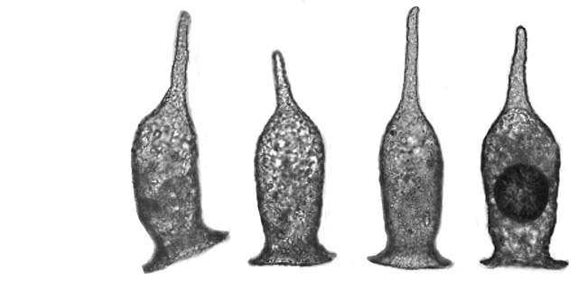 D. biwae