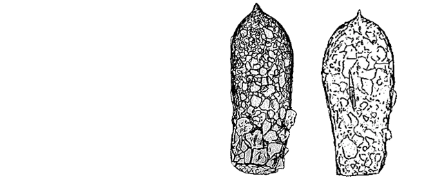 Difflugia brevicaulis