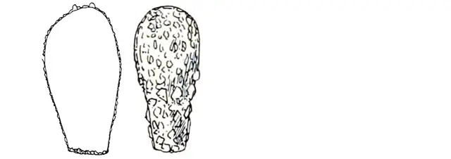 Difflugia bryophila