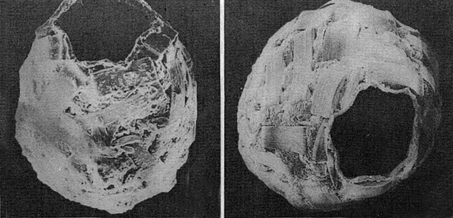 Difflugia chaquensis