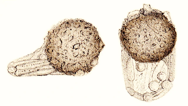 Centropyxis platystoma