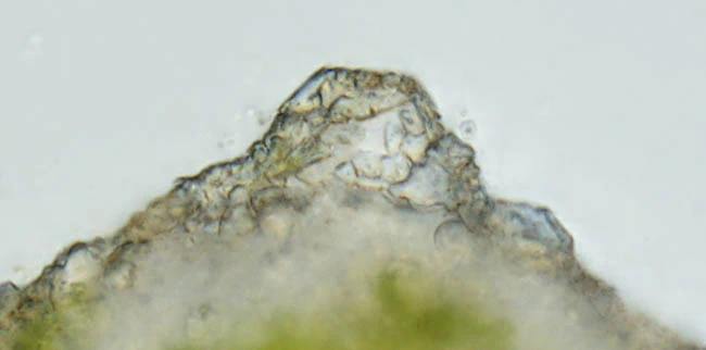 Difflugia difficilis