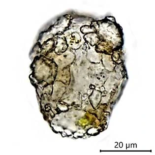Difflugia fallax