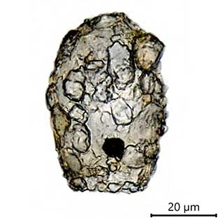 Difflugia fallax