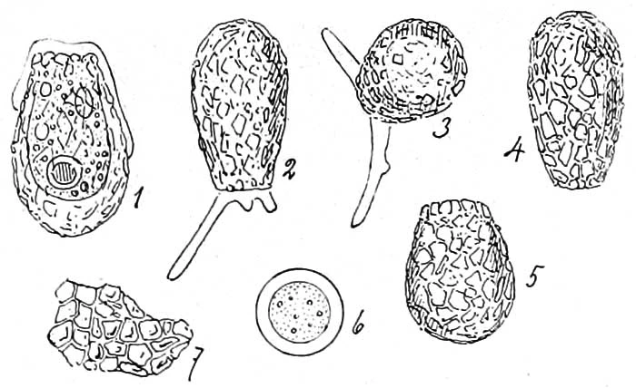 Difflugia fallax