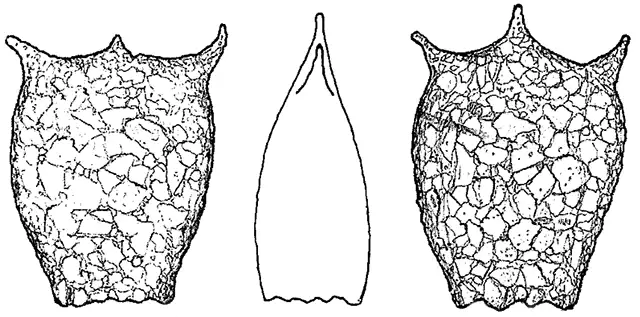 Difflugia-foissneri