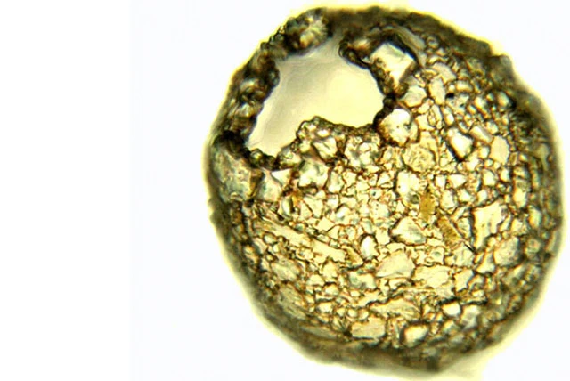 Netzelia gramen