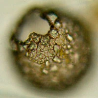 Netzelia gramen