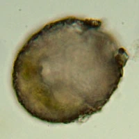 Netzelia gramen