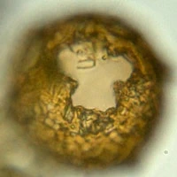 Netzelia gramen