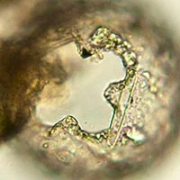 Netzelia gramen