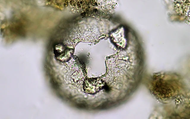 Netzelia gramen