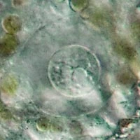 Netzelia gramen