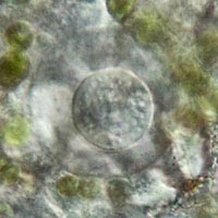 Netzelia gramen