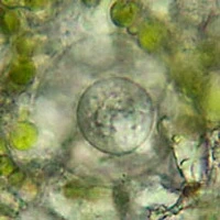 Netzelia gramen