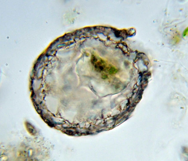 Netzelia gramen