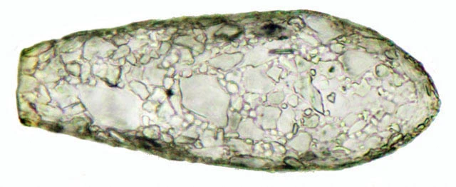 Cylindrifflugia lanceolata