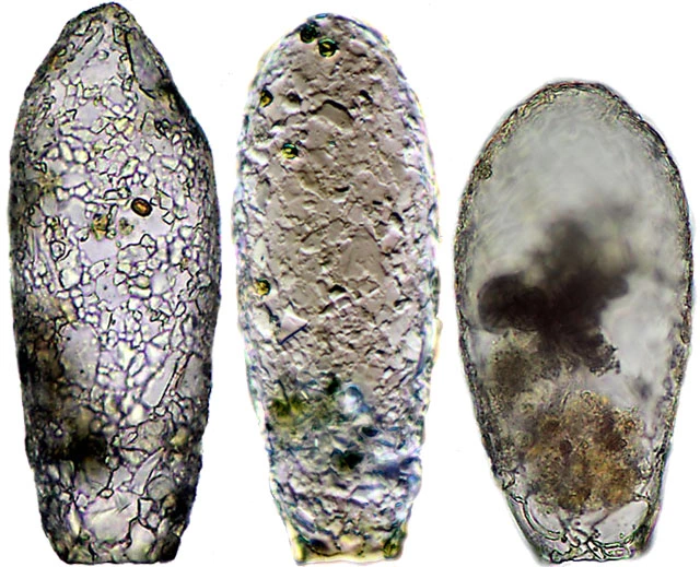 Cylindrifflugia lanceolata