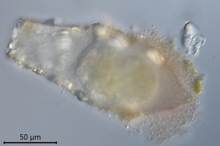 Cylindrifflugia lanceolata